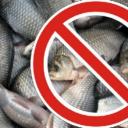 Что изменится с появлением закона о любительском рыболовстве
